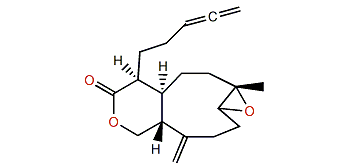 Acalycixeniolide C1